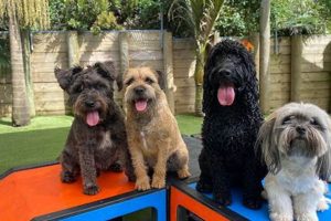 Best Dog Day Care in Cheltenham, UK My Caring Dog – Tips, Stories, and Care Guides for Loving Pet Owners Best Dog Day Care in Cheltenham, UK | My Caring Dog – Tips, Stories, and Care Guides for Loving Pet Owners