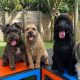 Best Dog Day Care in Cheltenham, UK | My Caring Dog – Tips, Stories, and Care Guides for Loving Pet Owners