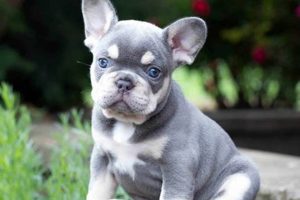 Find Adorable Puppies to Play With Near You Now! My Caring Dog – Tips, Stories, and Care Guides for Loving Pet Owners Find Adorable Puppies to Play With Near You Now! | My Caring Dog – Tips, Stories, and Care Guides for Loving Pet Owners