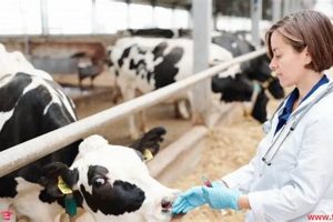 Top Animal Health Care Tips for Dog Owners My Caring Dog – Tips, Stories, and Care Guides for Loving Pet Owners Top Animal Health Care Tips for Dog Owners | My Caring Dog – Tips, Stories, and Care Guides for Loving Pet Owners