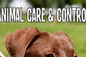 Adopt Chicago Animal Care & Control Dogs Today! My Caring Dog – Tips, Stories, and Care Guides for Loving Pet Owners Adopt Chicago Animal Care & Control Dogs Today! | My Caring Dog – Tips, Stories, and Care Guides for Loving Pet Owners
