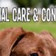 Adopt Chicago Animal Care & Control Dogs Today! | My Caring Dog – Tips, Stories, and Care Guides for Loving Pet Owners