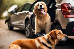 Renting a Car with Your Service Dog: Tips & Policies My Caring Dog – Tips, Stories, and Care Guides for Loving Pet Owners Renting a Car with Your Service Dog: Tips & Policies | My Caring Dog – Tips, Stories, and Care Guides for Loving Pet Owners
