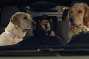 Dog Car Ad | My Caring Dog – Tips, Stories, and Care Guides for Loving Pet Owners