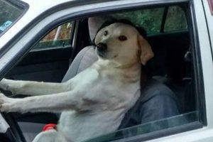 Funny Dog Driving Car Meme Pictures & Videos My Caring Dog – Tips, Stories, and Care Guides for Loving Pet Owners Funny Dog Driving Car Meme Pictures & Videos | My Caring Dog – Tips, Stories, and Care Guides for Loving Pet Owners