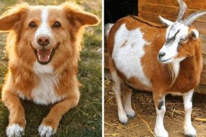 Top Guardian Dogs for Goats: Breeds & Training My Caring Dog – Tips, Stories, and Care Guides for Loving Pet Owners Top Guardian Dogs for Goats: Breeds & Training | My Caring Dog – Tips, Stories, and Care Guides for Loving Pet Owners