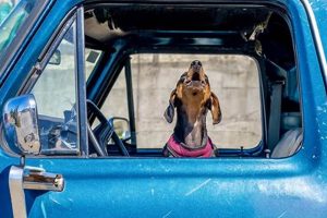 Dog Barks In The Car My Caring Dog – Tips, Stories, and Care Guides for Loving Pet Owners Dog Barks In The Car | My Caring Dog – Tips, Stories, and Care Guides for Loving Pet Owners