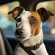 Dog Walking Car | My Caring Dog – Tips, Stories, and Care Guides for Loving Pet Owners