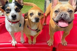 Best Dog Care Services in Portland OR My Caring Dog – Tips, Stories, and Care Guides for Loving Pet Owners Best Dog Care Services in Portland OR | My Caring Dog – Tips, Stories, and Care Guides for Loving Pet Owners