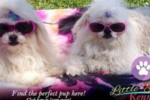 Best Little Paws Kennel in Louisiana: Car Dog Stays My Caring Dog – Tips, Stories, and Care Guides for Loving Pet Owners Best Little Paws Kennel in Louisiana: Car Dog Stays | My Caring Dog – Tips, Stories, and Care Guides for Loving Pet Owners
