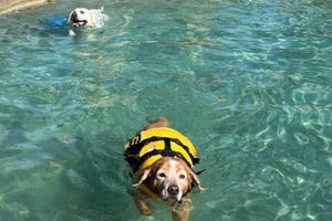 Top Dog Day Care in Palm Desert, CA My Caring Dog – Tips, Stories, and Care Guides for Loving Pet Owners Top Dog Day Care in Palm Desert, CA | My Caring Dog – Tips, Stories, and Care Guides for Loving Pet Owners