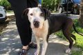 Adopt, Don't Shop: Leon County Dogs My Caring Dog – Tips, Stories, and Care Guides for Loving Pet Owners Adopt, Don't Shop: Leon County Dogs | My Caring Dog – Tips, Stories, and Care Guides for Loving Pet Owners