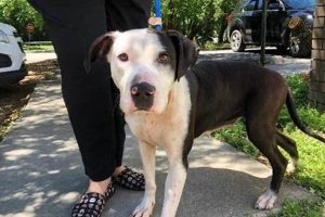 Adopt, Don't Shop: Leon County Dogs My Caring Dog – Tips, Stories, and Care Guides for Loving Pet Owners Adopt, Don't Shop: Leon County Dogs | My Caring Dog – Tips, Stories, and Care Guides for Loving Pet Owners