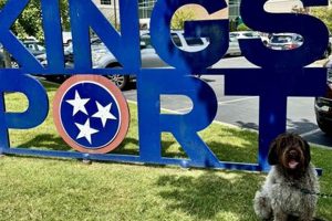 Top Dog Day Care in Kingsport, TN My Caring Dog – Tips, Stories, and Care Guides for Loving Pet Owners Top Dog Day Care in Kingsport, TN | My Caring Dog – Tips, Stories, and Care Guides for Loving Pet Owners