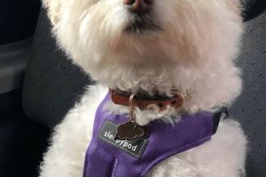 Help! My Dog Is Car Sick: Solutions & Tips | My Caring Dog – Tips, Stories, and Care Guides for Loving Pet Owners