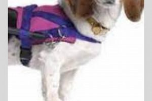 How To Care For A Paralyzed Dog My Caring Dog – Tips, Stories, and Care Guides for Loving Pet Owners How To Care For A Paralyzed Dog | My Caring Dog – Tips, Stories, and Care Guides for Loving Pet Owners