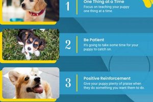 Essential Dog Care & Training Tips for Owners | My Caring Dog – Tips, Stories, and Care Guides for Loving Pet Owners