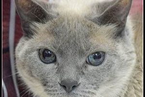 Best Cat Rescue Organizations in Illinois My Caring Dog – Tips, Stories, and Care Guides for Loving Pet Owners Best Cat Rescue Organizations in Illinois | My Caring Dog – Tips, Stories, and Care Guides for Loving Pet Owners