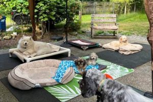 Best Dog Day Care in Renton WA | Top Kennels My Caring Dog – Tips, Stories, and Care Guides for Loving Pet Owners Best Dog Day Care in Renton WA | Top Kennels | My Caring Dog – Tips, Stories, and Care Guides for Loving Pet Owners