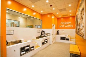Best Dog Wash & Car Wash Near Me: Find Deals My Caring Dog – Tips, Stories, and Care Guides for Loving Pet Owners Best Dog Wash & Car Wash Near Me: Find Deals | My Caring Dog – Tips, Stories, and Care Guides for Loving Pet Owners