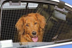 Best Dog Guards for Car Windows & SUVs My Caring Dog – Tips, Stories, and Care Guides for Loving Pet Owners Best Dog Guards for Car Windows & SUVs | My Caring Dog – Tips, Stories, and Care Guides for Loving Pet Owners