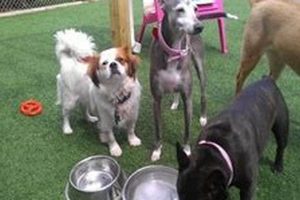 Best Dog Day Care in Banff: Top Choices My Caring Dog – Tips, Stories, and Care Guides for Loving Pet Owners Best Dog Day Care in Banff: Top Choices | My Caring Dog – Tips, Stories, and Care Guides for Loving Pet Owners