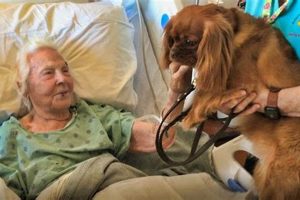 Planning Car Dog Visits: Tips & Safety My Caring Dog – Tips, Stories, and Care Guides for Loving Pet Owners Planning Car Dog Visits: Tips & Safety | My Caring Dog – Tips, Stories, and Care Guides for Loving Pet Owners