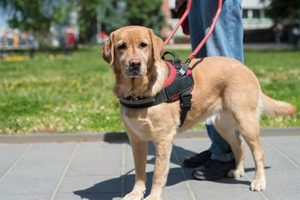 Best Service Dog Training in Illinois: Find Your Match My Caring Dog – Tips, Stories, and Care Guides for Loving Pet Owners Best Service Dog Training in Illinois: Find Your Match | My Caring Dog – Tips, Stories, and Care Guides for Loving Pet Owners