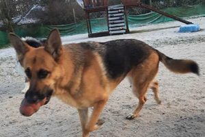 Top Dog Day Care in Kilmarnock: Best Care My Caring Dog – Tips, Stories, and Care Guides for Loving Pet Owners Top Dog Day Care in Kilmarnock: Best Care | My Caring Dog – Tips, Stories, and Care Guides for Loving Pet Owners