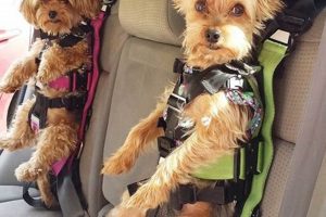 Best Pet Car Harnesses for Safe Dog Travel | My Caring Dog – Tips, Stories, and Care Guides for Loving Pet Owners