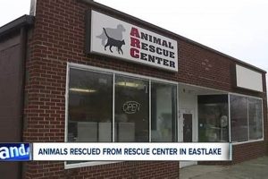 Best Rescue Centers for Your Car Dog My Caring Dog – Tips, Stories, and Care Guides for Loving Pet Owners Best Rescue Centers for Your Car Dog | My Caring Dog – Tips, Stories, and Care Guides for Loving Pet Owners