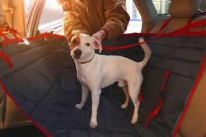 Easy Ways to Remove Dog Hair From Your Car | My Caring Dog – Tips, Stories, and Care Guides for Loving Pet Owners