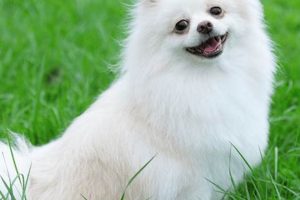 Top Dog Day Care in Goodlettsville, TN My Caring Dog – Tips, Stories, and Care Guides for Loving Pet Owners Top Dog Day Care in Goodlettsville, TN | My Caring Dog – Tips, Stories, and Care Guides for Loving Pet Owners