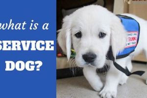 Service Dog Definition My Caring Dog – Tips, Stories, and Care Guides for Loving Pet Owners Service Dog Definition | My Caring Dog – Tips, Stories, and Care Guides for Loving Pet Owners