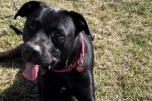 Best Animal Rescue in St. Louis, MO My Caring Dog – Tips, Stories, and Care Guides for Loving Pet Owners Best Animal Rescue in St. Louis, MO | My Caring Dog – Tips, Stories, and Care Guides for Loving Pet Owners