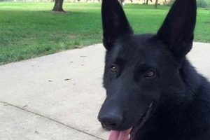 Adopt Puppies in Missouri: Find Your Furry Friend My Caring Dog – Tips, Stories, and Care Guides for Loving Pet Owners Adopt Puppies in Missouri: Find Your Furry Friend | My Caring Dog – Tips, Stories, and Care Guides for Loving Pet Owners