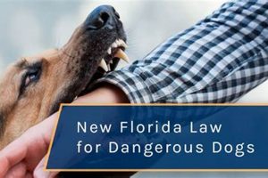 Florida Law On Dogs In Car My Caring Dog – Tips, Stories, and Care Guides for Loving Pet Owners Florida Law On Dogs In Car | My Caring Dog – Tips, Stories, and Care Guides for Loving Pet Owners
