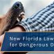 Florida Law On Dogs In Car | My Caring Dog – Tips, Stories, and Care Guides for Loving Pet Owners
