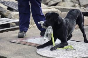 Canine Resources My Caring Dog – Tips, Stories, and Care Guides for Loving Pet Owners Canine Resources | My Caring Dog – Tips, Stories, and Care Guides for Loving Pet Owners