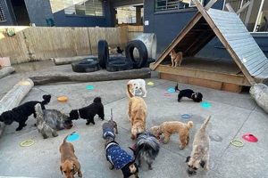 Best Barkley Park Dog Day Care & Boarding My Caring Dog – Tips, Stories, and Care Guides for Loving Pet Owners Best Barkley Park Dog Day Care & Boarding | My Caring Dog – Tips, Stories, and Care Guides for Loving Pet Owners
