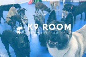 Best K9 Room Day Care For Dogs: Safe & Fun | My Caring Dog – Tips, Stories, and Care Guides for Loving Pet Owners