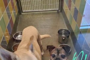 Find Your Furry Friend: Dog Care Adoption Center My Caring Dog – Tips, Stories, and Care Guides for Loving Pet Owners Find Your Furry Friend: Dog Care Adoption Center | My Caring Dog – Tips, Stories, and Care Guides for Loving Pet Owners
