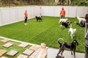 Best Dog Day Care in Savannah GA | Top Kennels My Caring Dog – Tips, Stories, and Care Guides for Loving Pet Owners Best Dog Day Care in Savannah GA | Top Kennels | My Caring Dog – Tips, Stories, and Care Guides for Loving Pet Owners