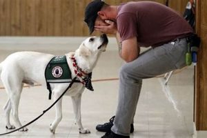 Task Trained Service Dog My Caring Dog – Tips, Stories, and Care Guides for Loving Pet Owners Task Trained Service Dog | My Caring Dog – Tips, Stories, and Care Guides for Loving Pet Owners