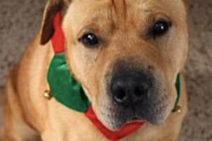 Find Adoptable Dogs in St. Louis Today! My Caring Dog – Tips, Stories, and Care Guides for Loving Pet Owners Find Adoptable Dogs in St. Louis Today! | My Caring Dog – Tips, Stories, and Care Guides for Loving Pet Owners