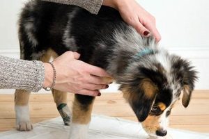 Ultimate Dog Neuter Aftercare Guide My Caring Dog – Tips, Stories, and Care Guides for Loving Pet Owners Ultimate Dog Neuter Aftercare Guide | My Caring Dog – Tips, Stories, and Care Guides for Loving Pet Owners