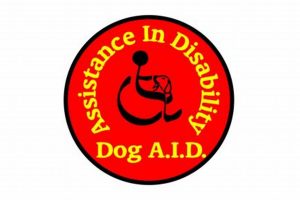 Car Safety with Dog Aid Accessories My Caring Dog – Tips, Stories, and Care Guides for Loving Pet Owners Car Safety with Dog Aid Accessories | My Caring Dog – Tips, Stories, and Care Guides for Loving Pet Owners