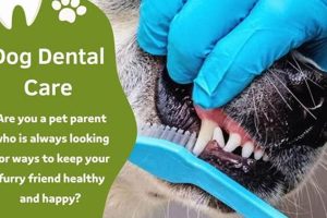 Get Discount Dog Dental Care Now! My Caring Dog – Tips, Stories, and Care Guides for Loving Pet Owners Get Discount Dog Dental Care Now! | My Caring Dog – Tips, Stories, and Care Guides for Loving Pet Owners
