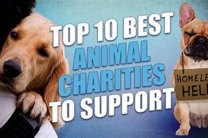 Find Service Dog Charities Near You Today My Caring Dog – Tips, Stories, and Care Guides for Loving Pet Owners Find Service Dog Charities Near You Today | My Caring Dog – Tips, Stories, and Care Guides for Loving Pet Owners
