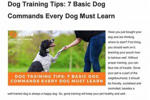 Car Dog Basics: Essential Tips & Tricks My Caring Dog – Tips, Stories, and Care Guides for Loving Pet Owners Car Dog Basics: Essential Tips & Tricks | My Caring Dog – Tips, Stories, and Care Guides for Loving Pet Owners